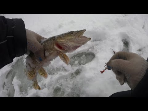 Видео: РЫБАЛКА.БЕЗ ТРУДА НЕ ВЫТАЩИШЬ И РЫБКУ...