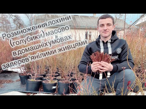 Видео: Масове розмноження лохини в домашніх умовах 20.02.22