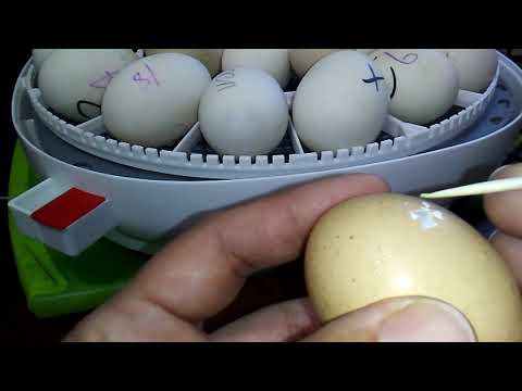 Видео: #157 Инкубация. Как помочь цыплятам, утятам, гусятам, цесарятам вылупиться и не погибнуть