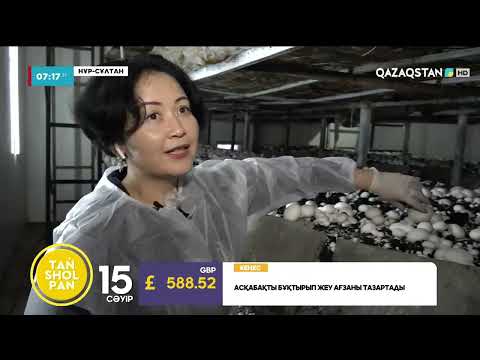 Видео: Кәсіпкерлер қозықұйрық өсіріп, табысқа кенеліп отыр: асқазанды емдеуде пайдаланылатын саңырауқұлақ