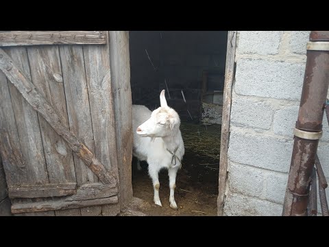 Видео: чим годувати козенят від народження і до кінця