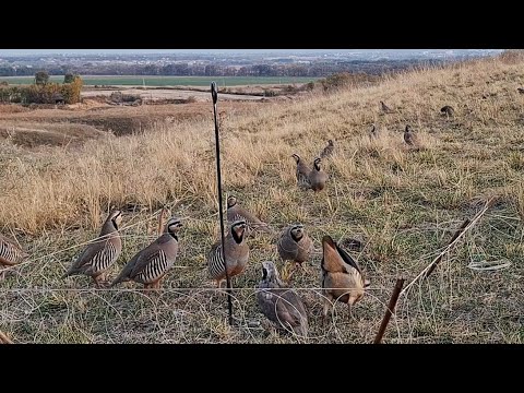 Видео: 24 октября 2025 г.