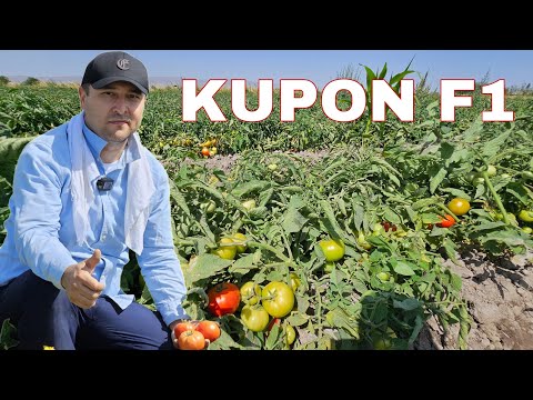 Видео: KUPON F1 🇹🇷 Янги нав 1чи терим 15 ТОННА.