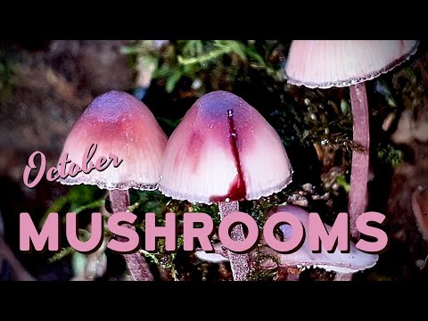 Видео: Первый осенний урожай | Сбор грибов на Северо-Западе Тихого океана, часть 1