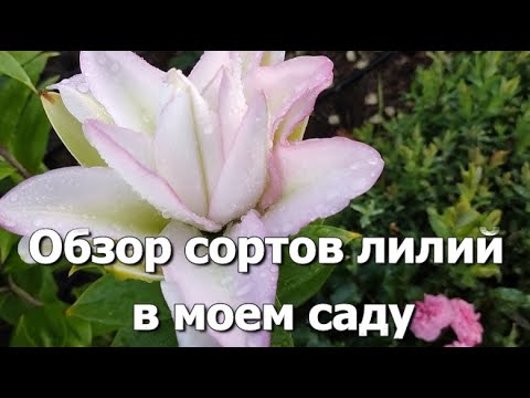 Видео: Лилии в моем саду | Обзор сортов моих лилий: краткие характеристики и впечатления