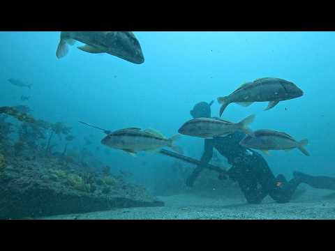 Видео: Прибрежная подводная охота. Большая королевская рыба.