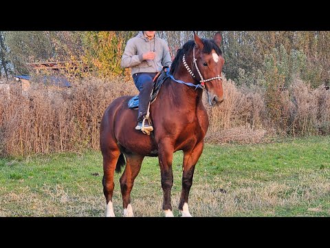 Видео: БАГИРА КАМБАРДА