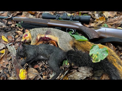 Видео: Охота на белок и рагу | Из леса на стол – лучшее блюдо из дичи