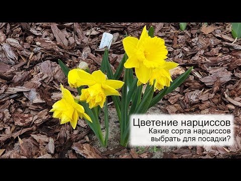 Видео: Цветение нарциссов, сезон 2022 | Какие нарциссы выбрать? - 21 сорт нарциссов