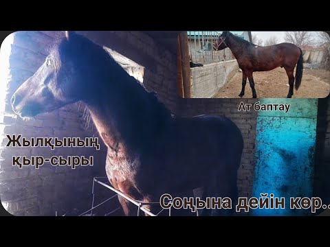 Видео: Жылқы бордақылау жайлы.. | Дробилка сатылады | Шаруашылық