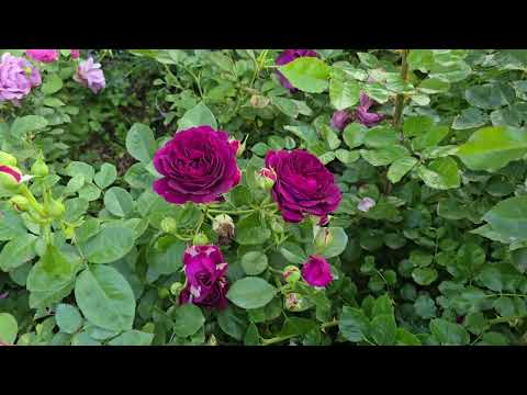 Видео: 5 июля 2025г  Цветение  роз на даче  во Владимирской обл.