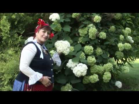 Видео: Петкана Колева- Слънцето трепти, залязва