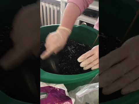 Видео: Размножение гинуры