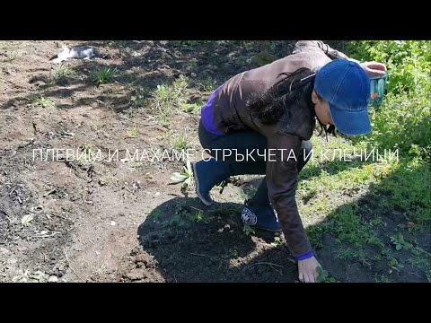Видео: КАК ДА ЗАСАДИМ ЦЕЛИНА В ДВОРА? 💞