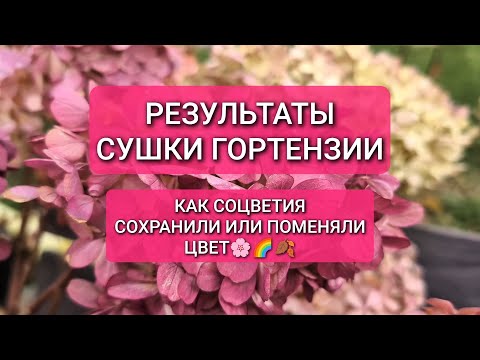 Видео: СУШКА ГОРТЕНЗИИ: результаты, как соцветия сохранили или поменяли цвет🌸🌈🍁