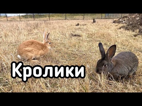 Видео: Кролики в вольере. Подведение итогов года.