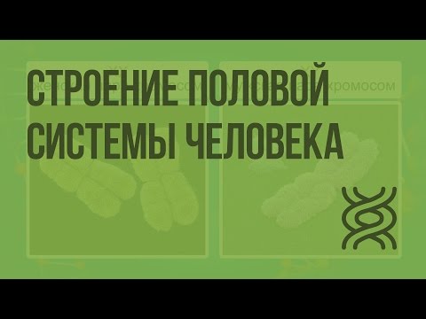 Видео: Строение половой системы человека. Видеоурок по биологии 8 класс