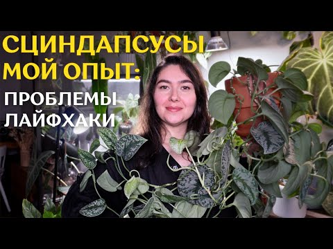 Видео: СЦИНДАПСУСЫ: СЛОЖНОСТИ, с которыми столкнулась |  ГРУНТ, полив, МОЙ УХОД и ОБЗОР спустя ПОЛТОРА ГОДА