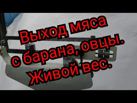 Видео: Выход мяса с Барана.