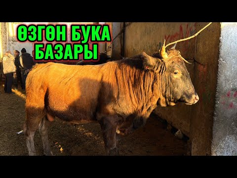 Видео: БУКА ЭРКЕК ТОРПОК БААЛАРЫ 🤯 #байтв 