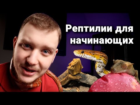 Видео: Рептилии для начинающих | Ящерицы, змеи и черепахи
