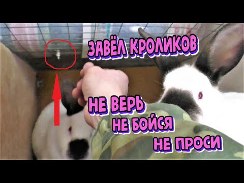 Видео: ЗАВЁЛ КРОЛИКОВ ТРУДНО ЛИ РАЗВОДИТЬ КРОЛИКОВ Кролики содержание и разведение