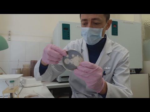 Видео: Необычный случай: плесневые грибы из горла. Идентификация. Чувствительность к антимикотикам.