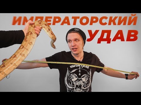 Видео: Императорский удав.  Как помочь змее в эти дни? Линька. Кратко всё обо всём.