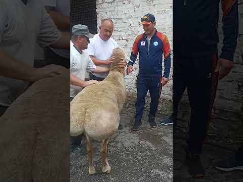 Видео: знаменитый Золотой х/с Абдулла Шарипов Кыргызстан