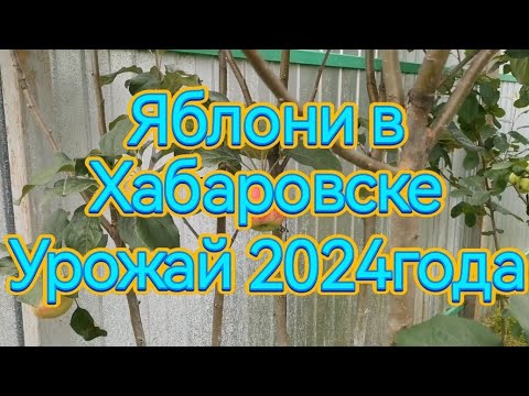 Видео: яблони в условиях Хабаровска видео от 14.08.24