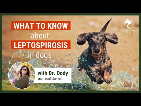 Видео: Лептоспироз у собак | Мифы, симптомы, лечение и профилактика