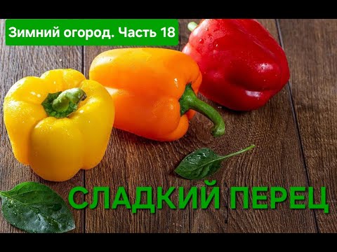 Видео: Зимний огород.  Часть 18. Сладкий перец!