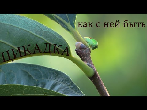 Видео: Вредители хурмы. Цикадка буйволовидная.