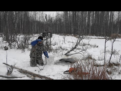 Видео: Охота на бобра #24.1 castor fiber Установка капканов