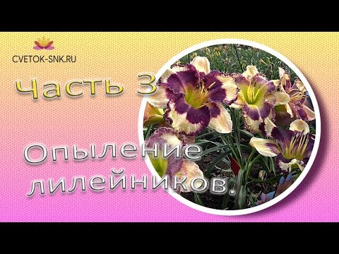 Видео: Опыление лилейников. Часть 3 / Сад Ворошиловой