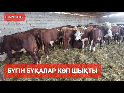 Видео: Шымкент бүгінгі малбазар.