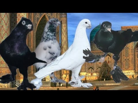 Видео: Бухарские Голуби от Икрома Интересные, г Бухара,Bukhara Pigeons from Ikrom Interesting, Bukhara city