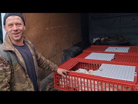 Видео: Заробіток на тушках Бройлера🔥Ціни на поросят❓️ Бізнес 🐔🐔мільйони‼️Брату курчат,🐕ЧіЧі Хот-дог‼️