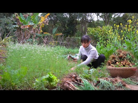 Видео: Сбор лука 🧅: от посадки до сбора урожая и приготовления || Sơn Thôn.