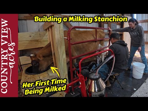 Видео: Строительство доильного загона прошло не очень хорошо, но первая дойка коровы прошла успешно.
