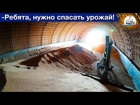 Видео: Зерно горит, перекидываем его зернометом. Рвет раму ТО-30. Собрали Альфу-50.