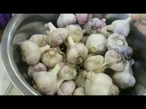 Видео: Սխտորի Թթու - Соленый Чеснок на зиму - Salty Garlik/кухня САТЕНИК
