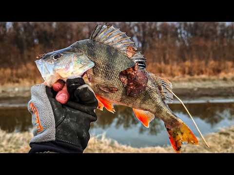 Видео: ОТКУДА В ЭТОМ РУЧЬЕ СТОЛЬКО РЫБЫ?! РЕЧКА - ПЕРЕПЛЮЙКА РАЗДАЕТ НА КАЖДОМ ЗАБРОСЕ!
