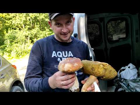 Видео: Яворів. Гриби цього літа.