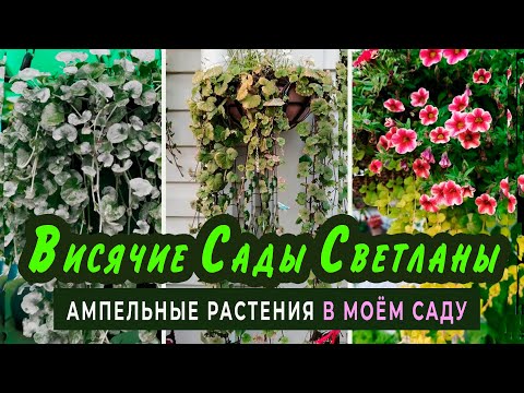 Видео: Обзор АМПЕЛЬНЫХ РАСТЕНИЙ и ЛИАН в моём саду. Уход и зимовка.