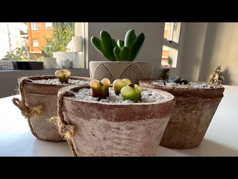 Видео: Конофитум/ Conophytum. Зимний уход. 02.02.2024.