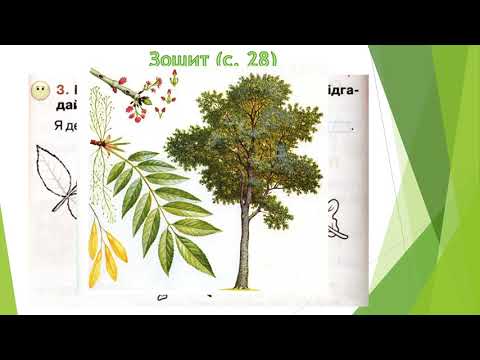 Видео: Чому жовтіє та опадає листя