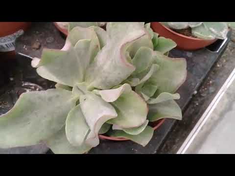 Видео: ОБЗОР СУККУЛЕНТОВ В ЛЕРУА