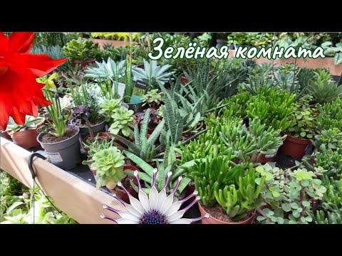 Видео: Хроника садового центра, весело и увлекательно.