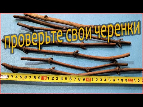 Видео: Как подготовить черенки винограда для проращивания и укоренения